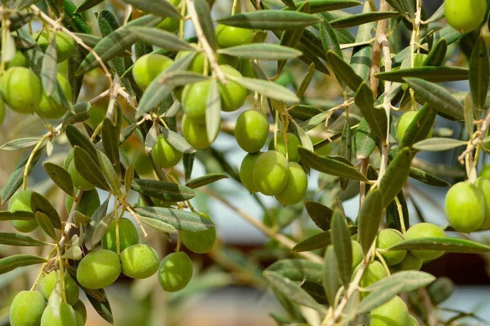 Alantra compra Agolives, proveedor de aceitunas de Mercadona, Carrefour y Lidl