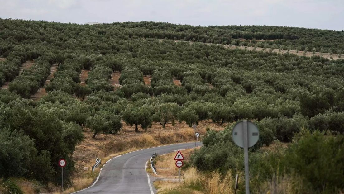 Innovación Empresarial en el Sur de España