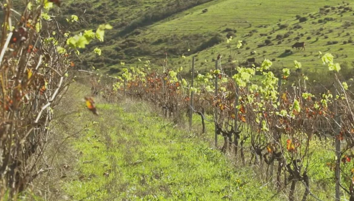 El fabricante de ‘Gotas de Oro’ entra en el negocio del vino