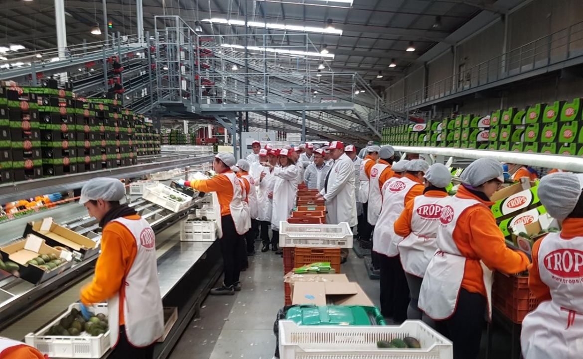 Trops se consolida como el =||=rey del mango y el aguacate=||= con ventas por 148 millones